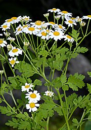 Tanacetum parthenium - Bild 4