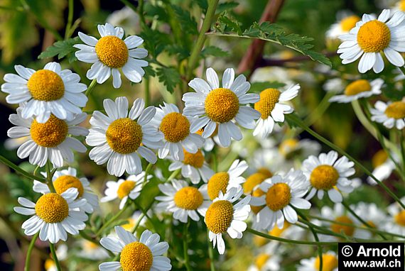 Tanacetum parthenium - Mutterkraut