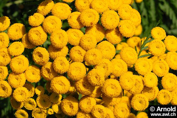 Rainfarn-Blüten (Tanacetum vulgare)