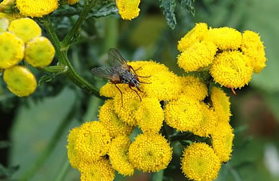 Rainfarn (Tanacetum vulgare)