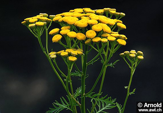 Rainfarnpflanzen (Tanacetum vulgare)