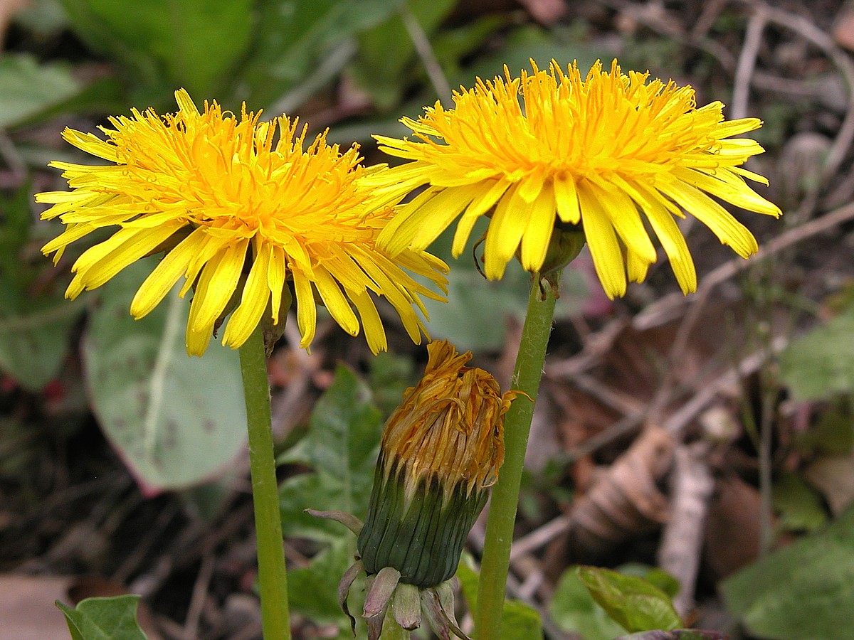 Löwenzahn Taraxacum officinale AWL.ch