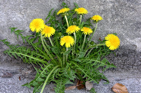 Löwenzahn (Taraxacum officinale)