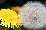 Blüte und Samen der Saublume (Löwenzahn)