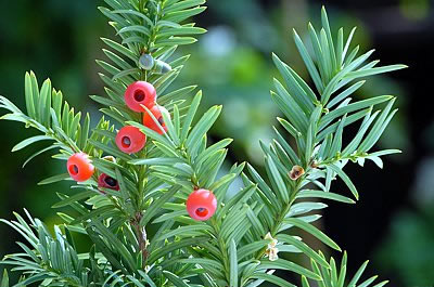 Eibe - Taxus baccata