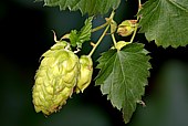 Hopfen