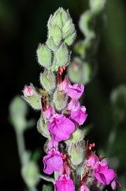 Katzengamander - Teucrium marum