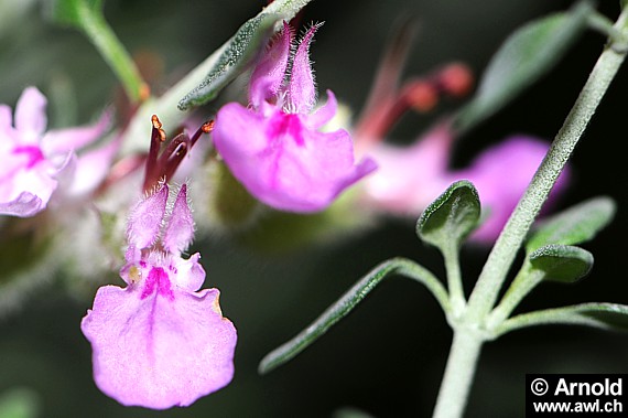 Katzengamander - Teucrium marum