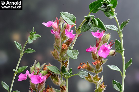 Katzengamander - Teucrium marum