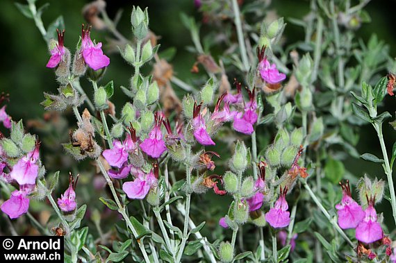 Katzengamander - Teucrium marum