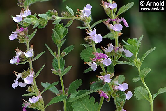 Teucrium chamaedrys - Echter Gamander