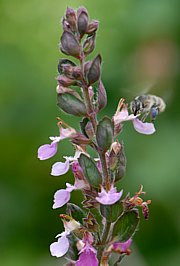 Teucrium chamaedrys - Echter Gamander