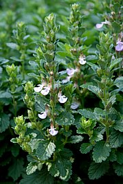 Teucrium chamaedrys - Echter Gamander