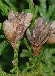 Thuja occidentalis - Abendländischer Lebensbaum