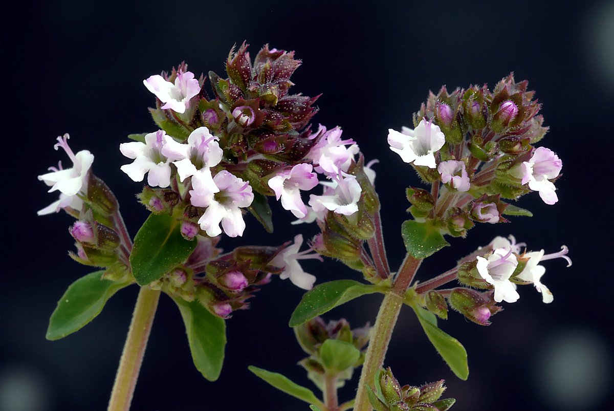 wie breit ist eine doppelgarage Thymian echter thymus vulgaris awl ...