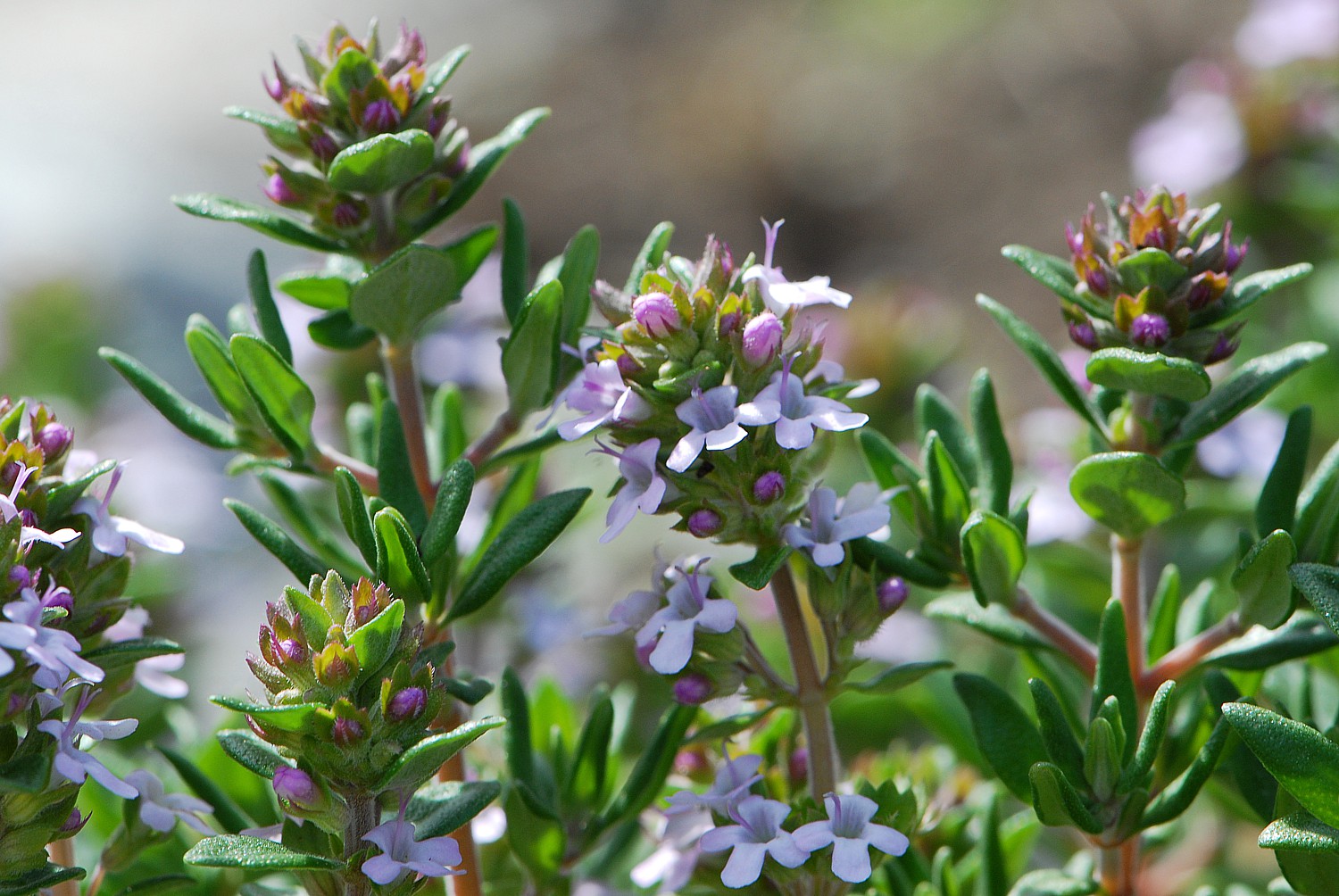 Thymian (Thymus vulgaris) als Heilpflanze - AWL.ch