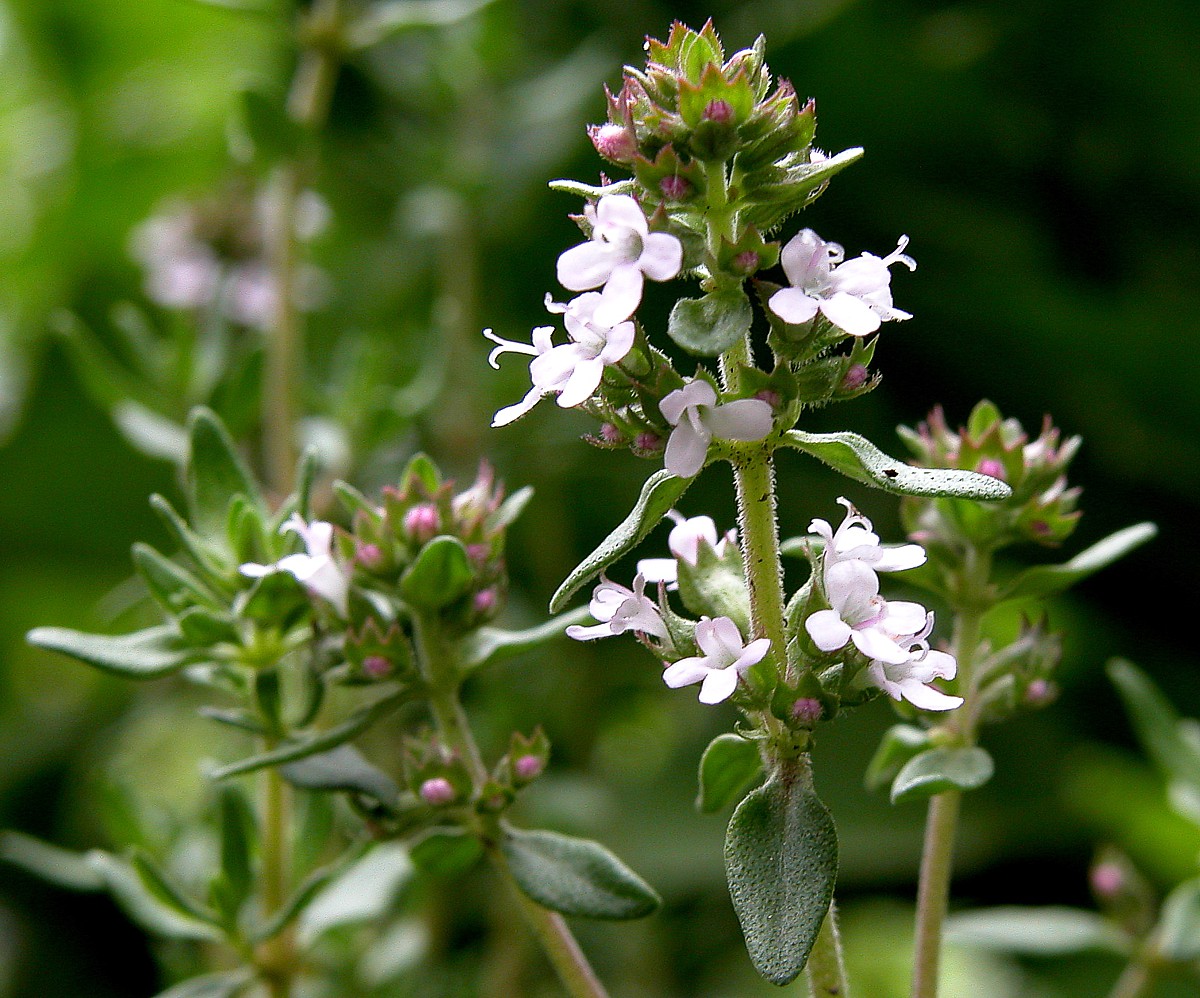 Thymian (Thymus vulgaris) als Heilpflanze - AWL.ch