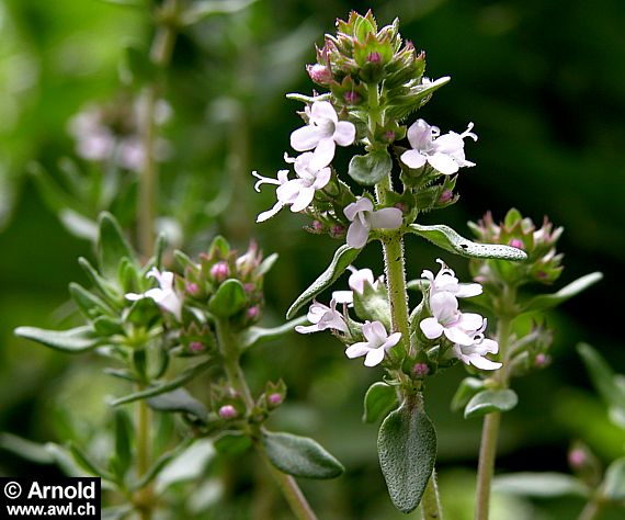 Echter Thymian (Thymus vulgaris)