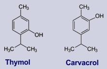 Thymol, Carvacrol: Inhaltsstoffe des Thymians