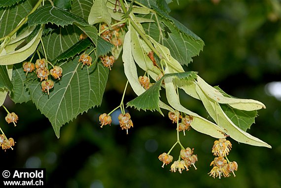 Blüten der Sommerlinde (Tilia platyphyllos)