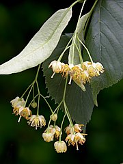 Tilia cordata