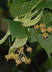 Tilia platyphyllos