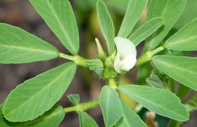 Bockshornklee (einzelne Blüte)