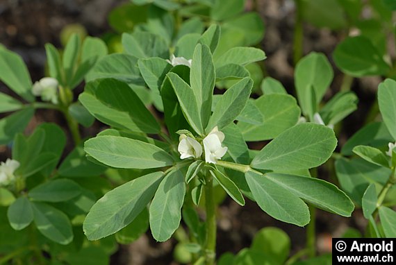 Bockshornklee (Trigonella foenum-graecum) 