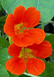 Tropaeolum majus - Kapuzinerkresse