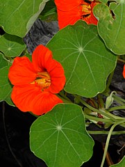 Tropaeolum majus - Kapuzinerkresse