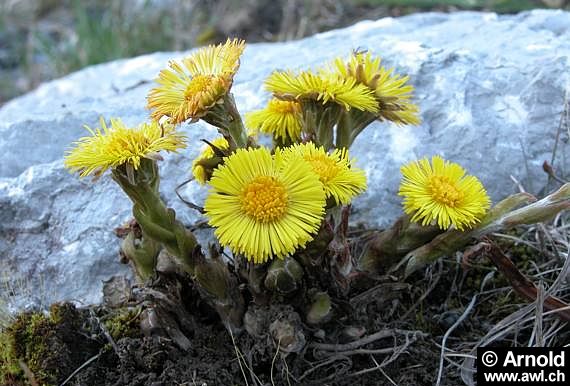 Huflattich (Tussilago farfara)