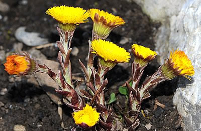 Mehrere Blüten vom Huflattich