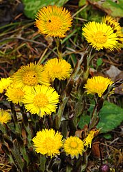 Tussilago farfara - Huflattich