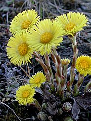 Tussilago farfara - Huflattich