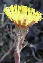 Tussilago farfara - Huflattich