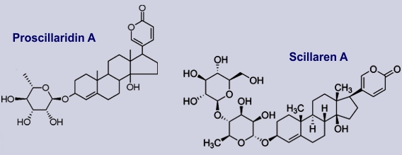 Inhaltsstoffe Meerzwiebel: Proscillaridin, Scillaren