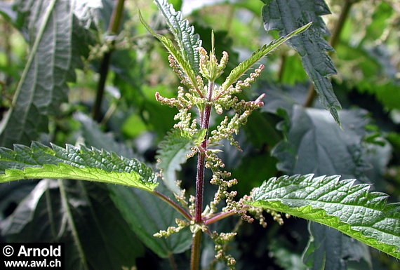 Grosse Brennnessel (Urtica dioica) am Standort: aufrechte Pflanze mit gegenständigen, grob gesägten Blättern und typischen Brennhaaren an Stängeln und Blattoberflächen