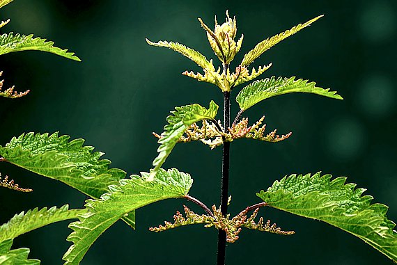 Grosse Brennnessel (Urtica dioica) – kräftige, mehrjährige Pflanze mit gegenständigen, grob gesägten Blättern und charakteristischen Brennhaaren