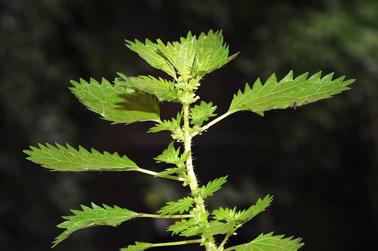 Brennessel (Urtica dioica) als Heilpflanze - AWL.ch