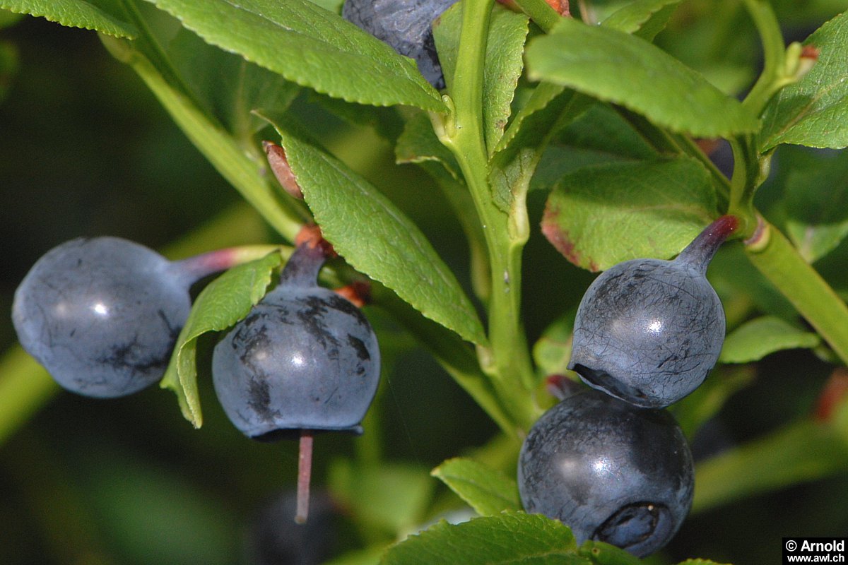 Heidelbeere - Vaccinium myrtillus - AWL.ch