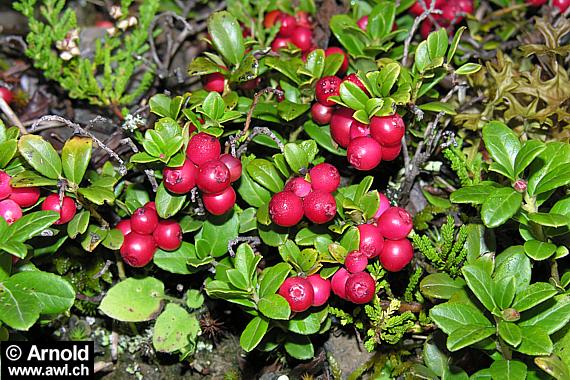 Vaccinium vitis-idaea (Preiselbeere)