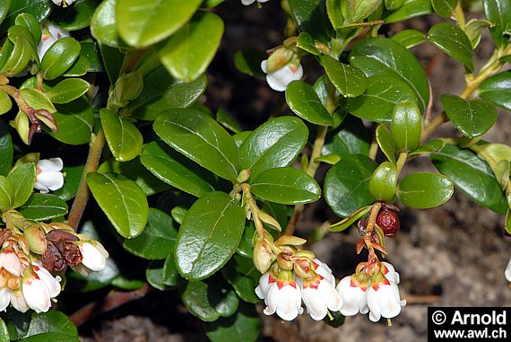 Vaccinium vitis-idaea (blüte)