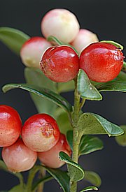 Vaccinium vitis-idaea