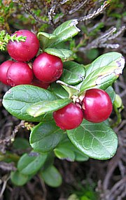 Vaccinium vitis-idaea