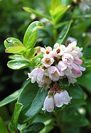 Vaccinium vitis-idaea