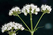 Valeriana officinalis