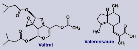 Baldrian: Inhaltsstoffe