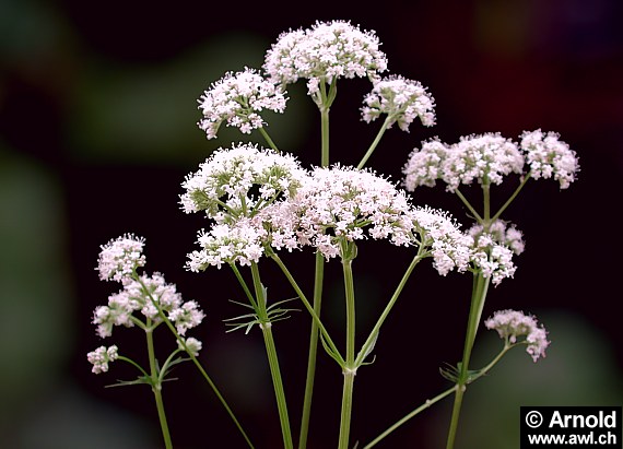 Echter Baldrian in voller Blüte