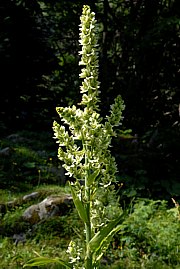 Veratrum album - Weisser Germer