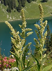 Veratrum album - Weisser Germer